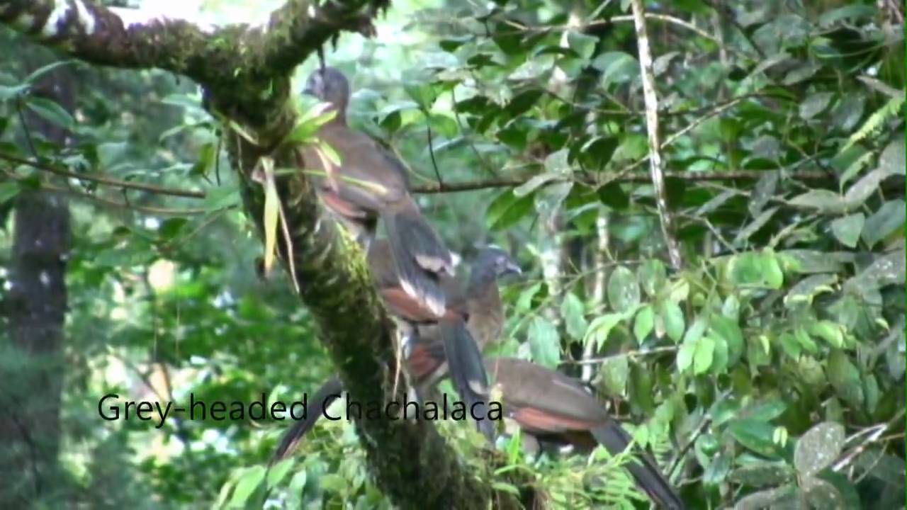 Costa Rica Birding Arenal Observatory Lodge YouTube
