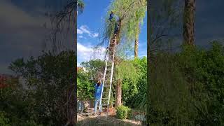 Famous Pepper Tree Cutting Net Worth