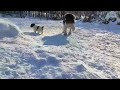 Asianbears.net Pyrenean Mastiff import from Poland の動画、YouTube動画。