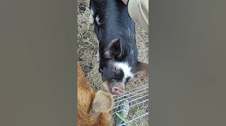 Why I squeeze my kune kune pigs! - week 22 check in