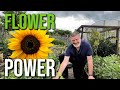 Flower Power | Turning My Allotment Into A Flower Paradise