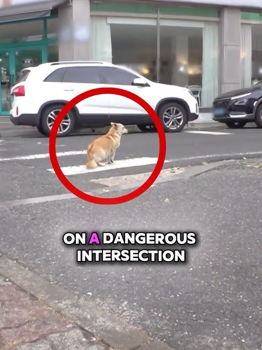 She Sat in a Busy Road Depressed, But She Was Hiding a Secret 😭❤️  #shorts #dog #dogs #pets #puppy