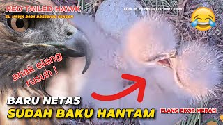 BARU NETAS SUDAH BAKU HANTAM 🐥🐥🤣