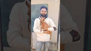 cute Min-Pin puppies available... 8168025690