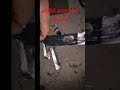 #shorts #short #viralshortvideo देखा स्माइक कैसे पिता है😱😱 😱#dilipkumar