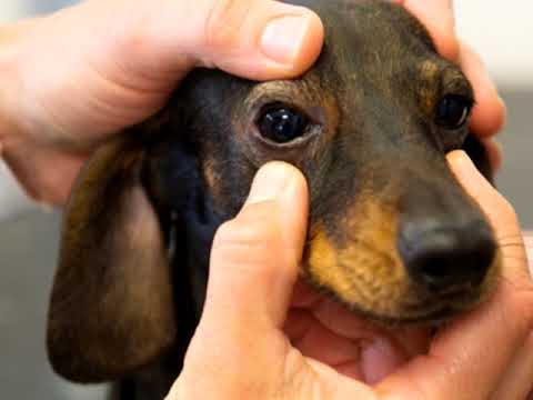 Como tratar el GLAUCOMA en PERROS y GATOS