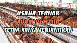 Ternak Ayam Petelur | Wajib Tonton Sebelum Memulai Usaha [ CARA & ANALISA ]. 