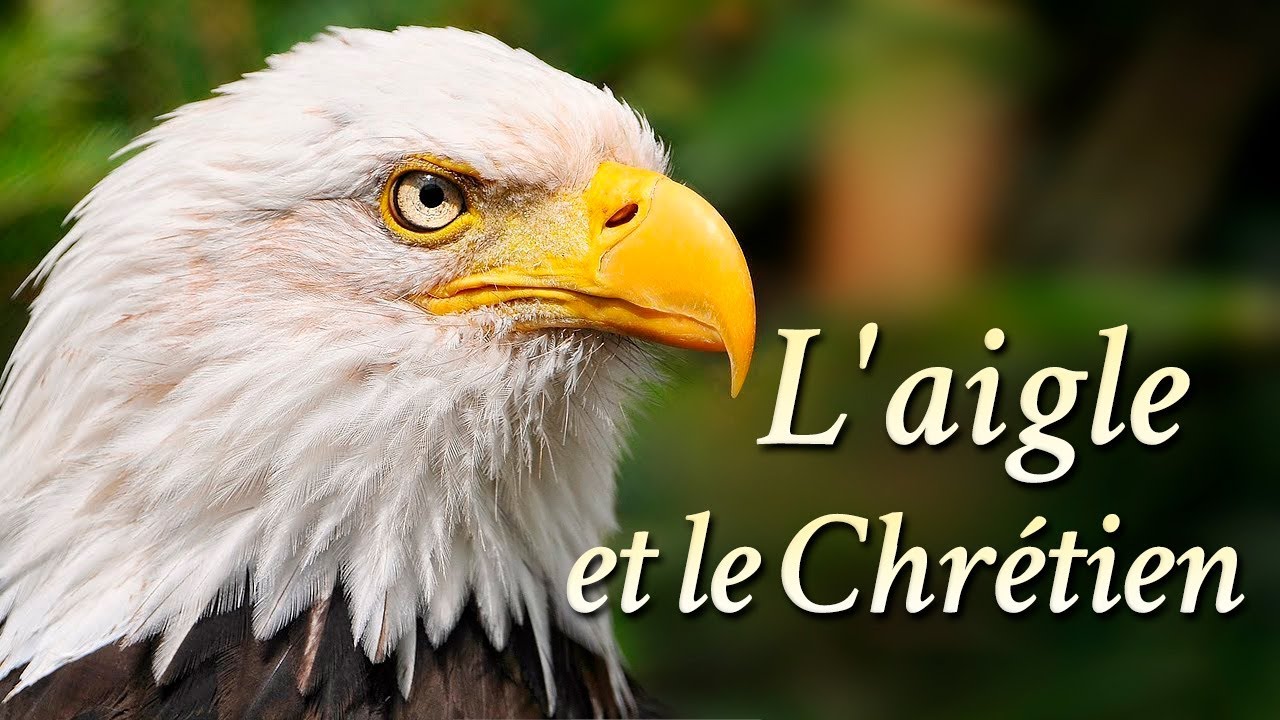 L'AIGLE ET LE CHRÉTIEN - La Vidéo la plus BELLE et ÉMOUVANTE que Vous Verrez Aujourd'hui
