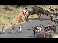 Wildebeest Take Down Predators To Survive - Wildebeest vs Lion, Cheetah, Leopard, Wild Dogs, Hyena