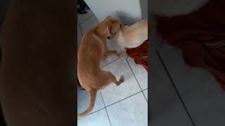 Só lembranças: Ivone, Jack e Tekyla ❤️ Eu era feliz e SABIA ❤️ #crescerdoi