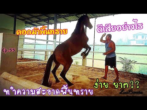 วีดีโอ: อะไรคือความแตกต่างระหว่างคอกม้าและรางหญ้า?