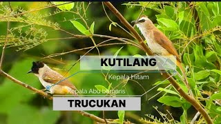 Download Lagu Membedakan Burung Kutilang dan Trucukan MP3 Download Lagu Membedakan Burung Kutilang dan Trucukan MP3