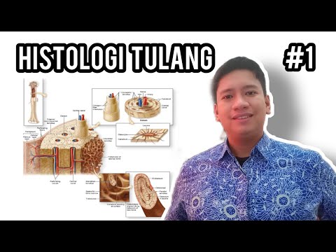 Video: Adakah tulang cancellous mempunyai sistem haversian?