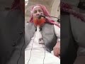 Agar Hifz Quran Bhool Jayein Toh Kya Karein Makki Al Hijazi Trending Shorts Like Youtubeshort Agar Hifz Quran Bhool Jayein Toh Kya Karein Makki Al Hijazi Trending Shorts Like Youtubeshort