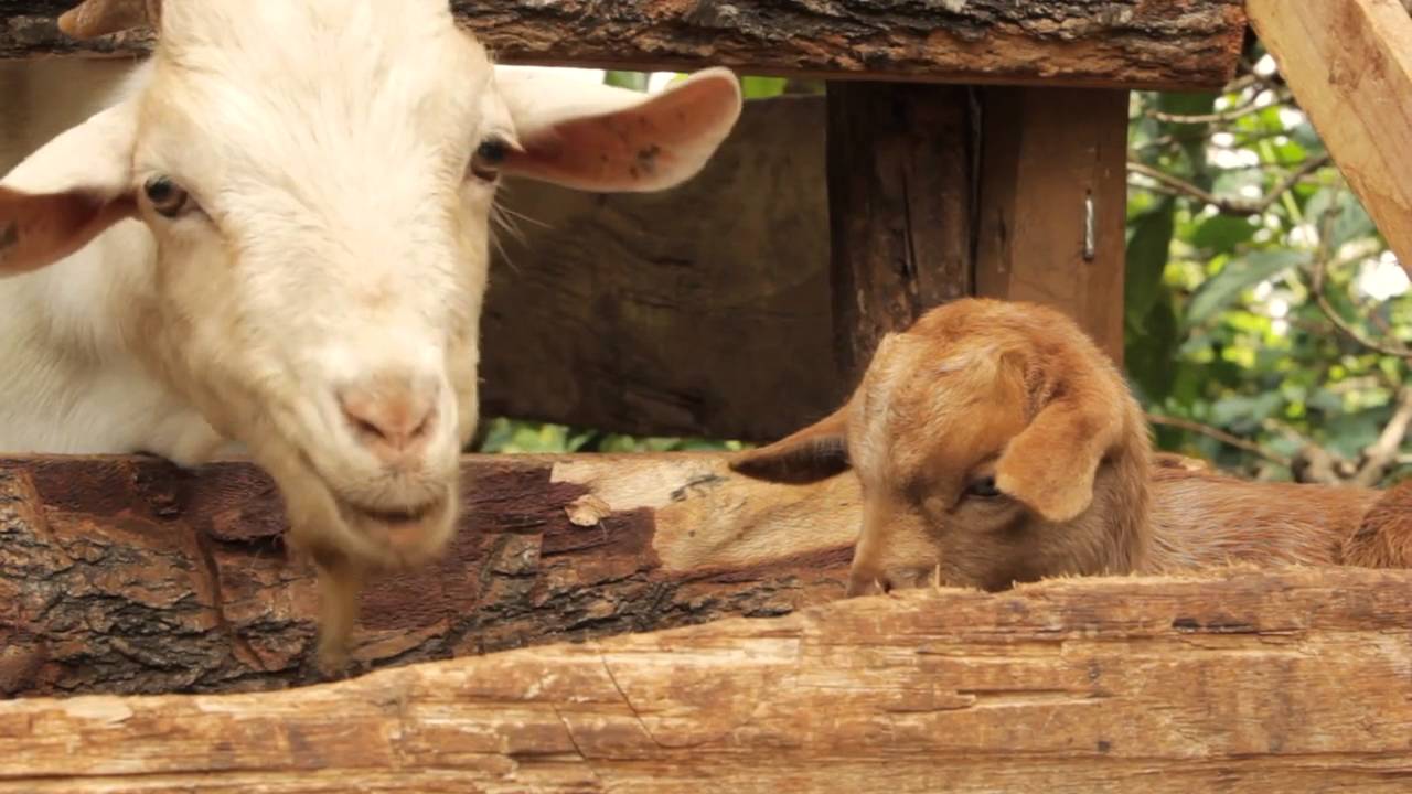 On the Fairtrade Coffee Trail HD, 2012