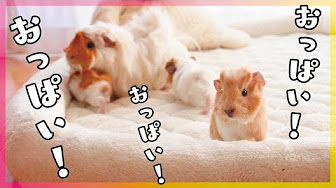 モルモットの出産と生後１週間までの赤ちゃんの様子 Youtube
