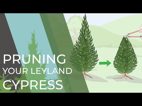 Video: Leyland Cypress Care - Mga Tip Para sa Pagpapalaki ng Leyland Cypress Tree