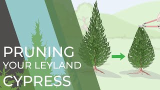 4 Things You Didn't Know About Your Leyland Cypress