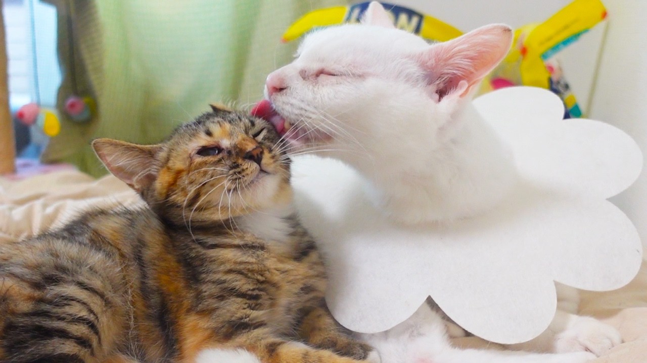 愛され娘猫、ウチューネコから学んだ右側添い寝 Teaching How to Sleep