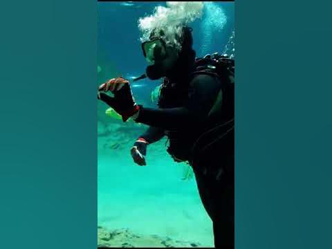 Когалым океанариум - YouTube