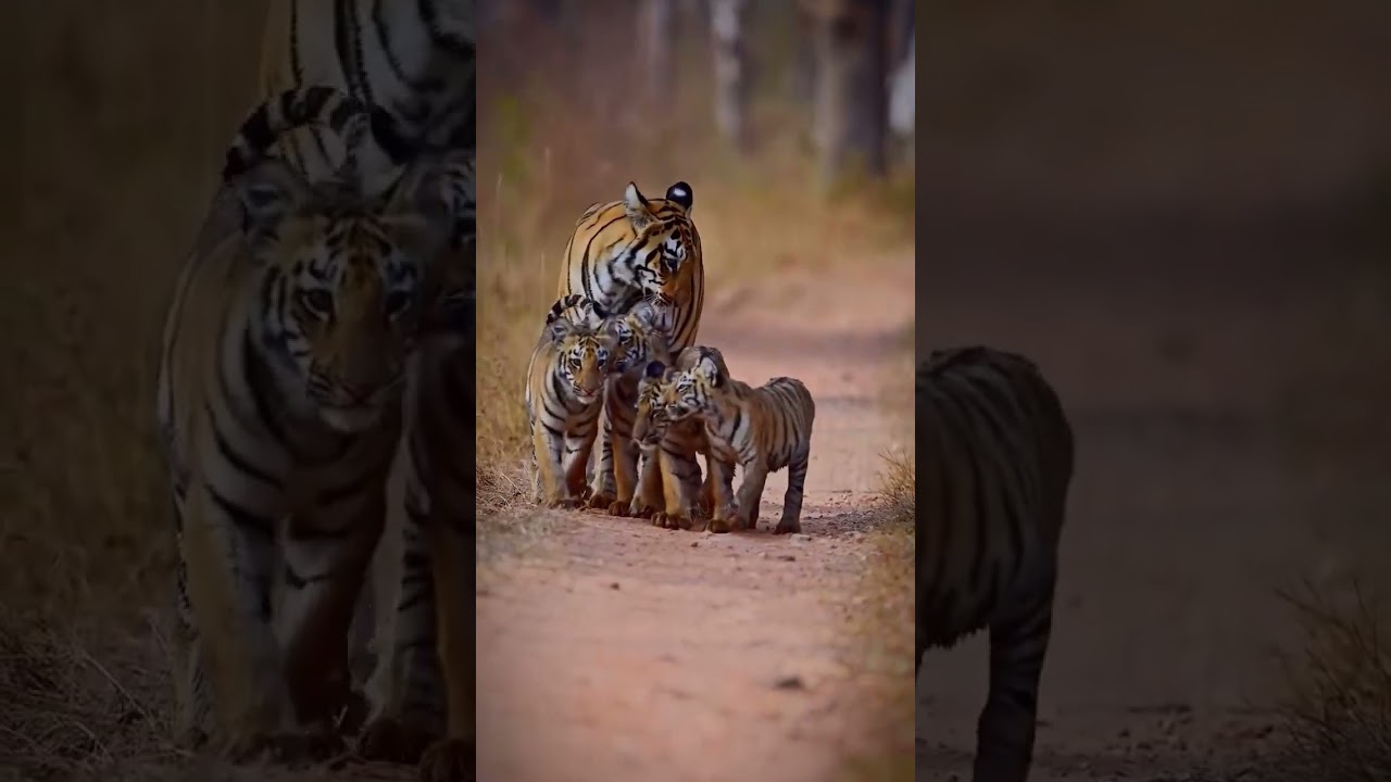 "🐅 Awe-Inspiring: Spotted Tiger and Adorable Baby Cub Explore the Enchanted Forest! 🌲✨"