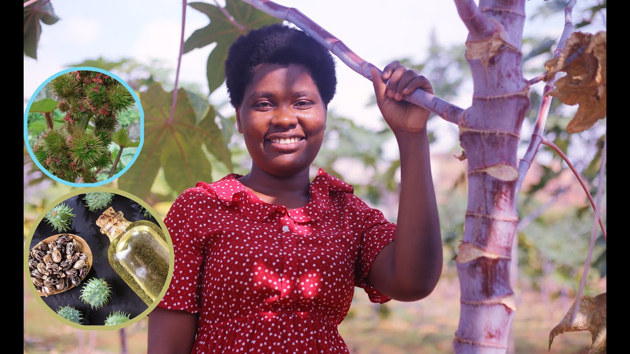 BIRATANGAJE CANE: UMURIMYI WAMBERE ATANGUYE KWIMBURA IKIBONOBONO KIZIMVYE CANE .