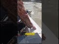 Dog Slowly Losing Strength on an Icy Lake… He Grabbed His Boat and Raced Against Time 🐕❤️ #shorts