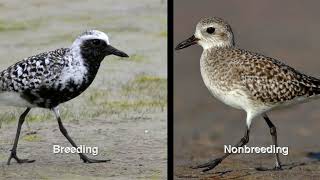 Shorebirds in Costa Rica: Part 1
