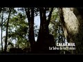 Calakmul, La selva de la estelas. PIEDRAS QUE HABLAN