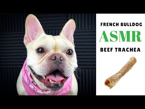 dog-asmr:-french-bulldog-sniffing-and-biting-dehydrated-beef-trachea--|--frenchie-trekker-tv