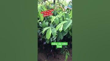 MÃNG CẦU XIÊM THÁI GHÉP GỐC BÌNH BÁT ( Tự thụ phấn)