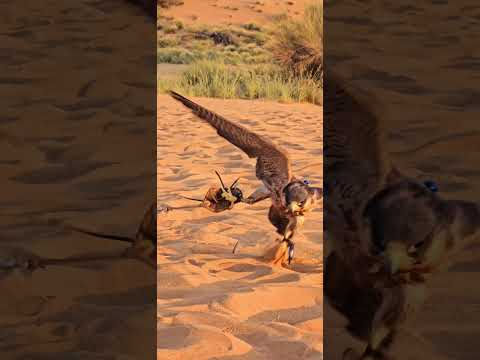 Falcon/Falcon National imlam Dubai/Falconry Uae/Youtube Shorts/Viral Vedeo/info with sagar