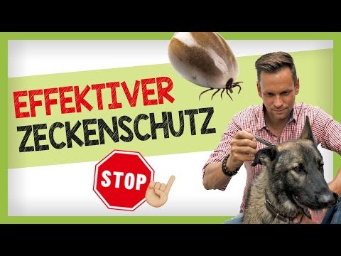 Effektiver ZECKENSCHUTZ: Welche Mittel schützen deinen Hund wirklich?