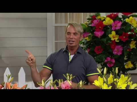 Cottage Farms 6-pc Everblooming Daylily Collection on QVC
