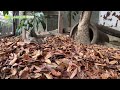 【東山動植物園公式】マヌルネコの運動場に落ち葉をいっぱい入れてみました（ロングバージョン）《 マヌルネコ 》