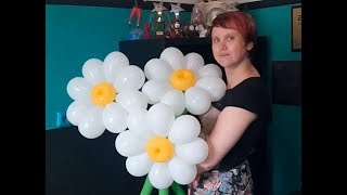 Ромашка из шаров 8 лепестков. Chamomile is made of balloons of 8 petals.