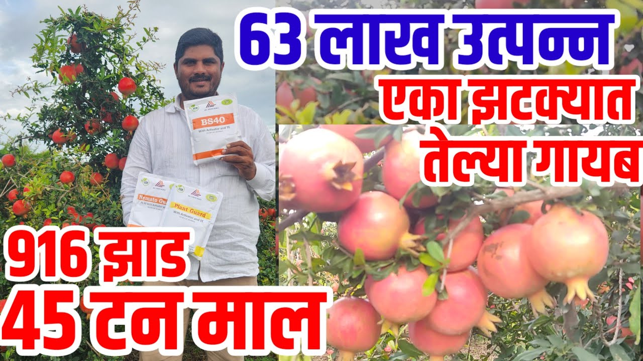 एका झटक्यात तेल्या गायब|916 झाडांमध्ये 45 टन माल,63 लाख उत्पन्न|Oकटिंग माल|डाळिंब_शेती|vision varta