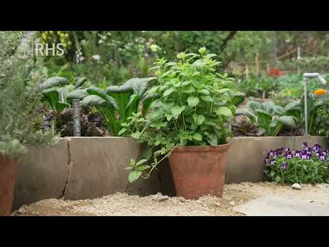 Video: Kaasjeskruid - een sierplant in uw landhuis