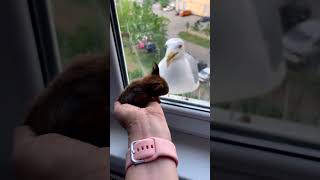 Scaring a seagull 😂😂 #animals #funny #cuteanimals #shorts #fyp