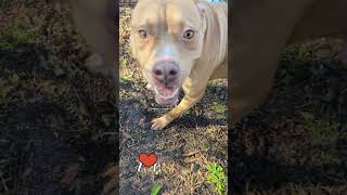 Pitbull Watches Her Sister Get Adopted