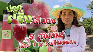 ปลูกผรั่งไส้แดง 5 สายพันธุ์ เนื้อที่ 1 ไร่ รายได้หลักแสน #เกษตรอารมณ์ดี