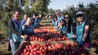 FERRERE Transforma | Cosecha manzanas junto a REDALCO