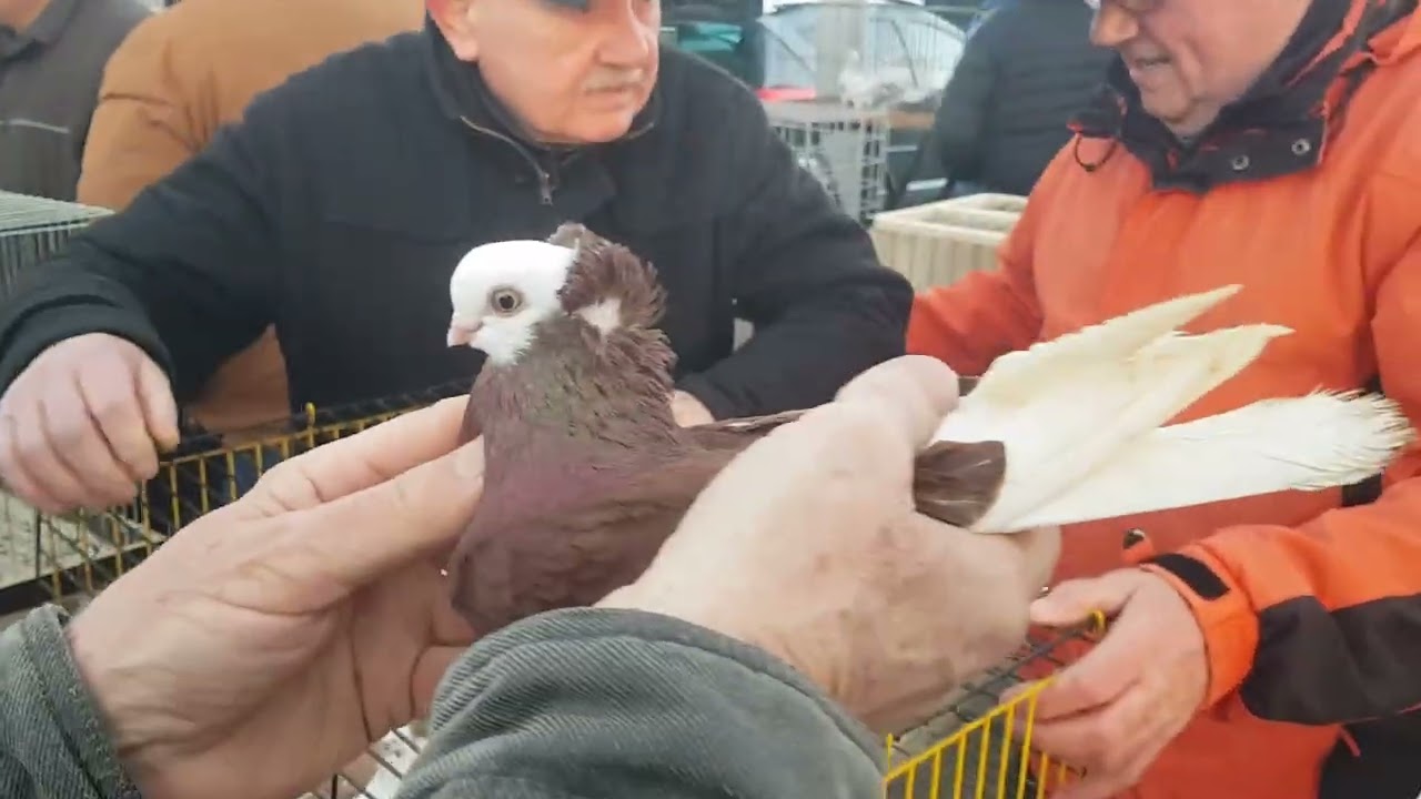 Rynek / Targ gołębi | Nowy Dwór Mazowiecki 28.02.2026