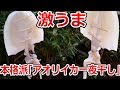 開いて、浸けて、干すだけ！誰でも簡単に作れる、激ウマ本格的アオリイカの一夜干し教えます！