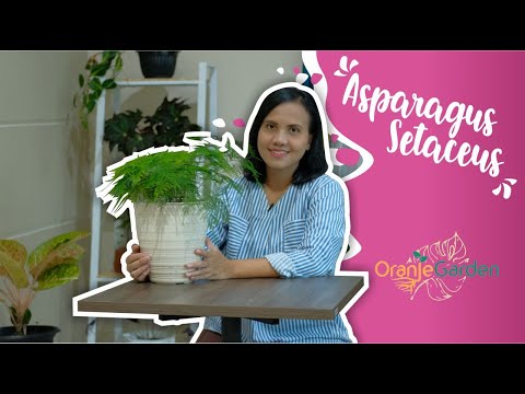 Video: Perawatan Pakis Asparagus: Cara Menanam Pakis Asparagus