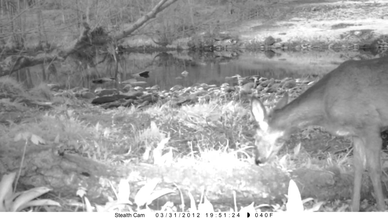 deer WildTees Project Roe Deer