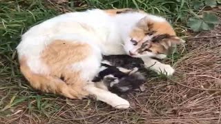 A stray cat was nursing on the side of the road, she tried to squeeze every drop of milk for her bab