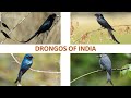 Drongos of India 🇮🇳 | Birds | Indian Birds