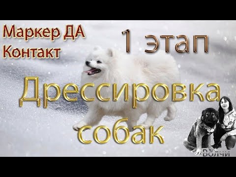 1 этап дрессировки контакт, маркер ДА.