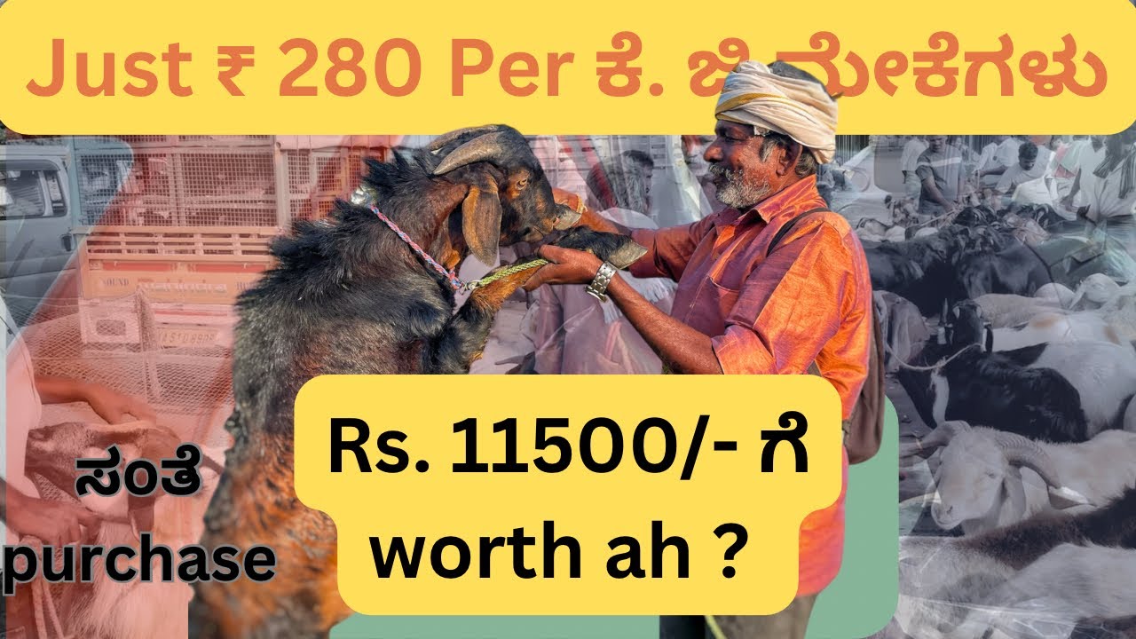 ₹ 11500/- ಕ್ಕೆ worth ah E ಒತ ಮೇಕೆ ? ಎಷ್ಟು ಕೆ. ಜಿ weight ಬರುತ್ತೆ? CityRaitha humble goat farming life